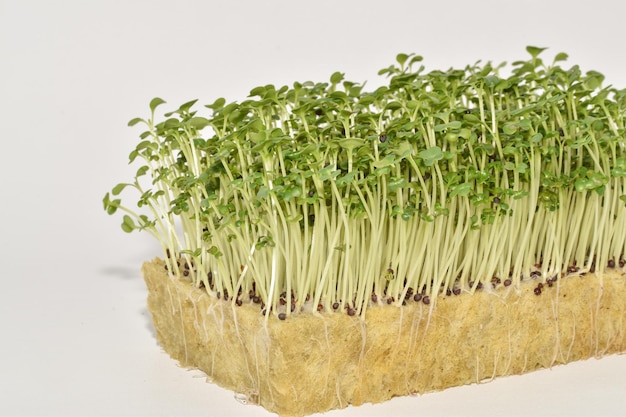 Foto frisches sprossen-microgreens-gemüse