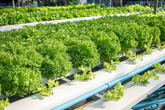 Frischgrüner und roter Eichensalatfeld in der Landwirtschaft