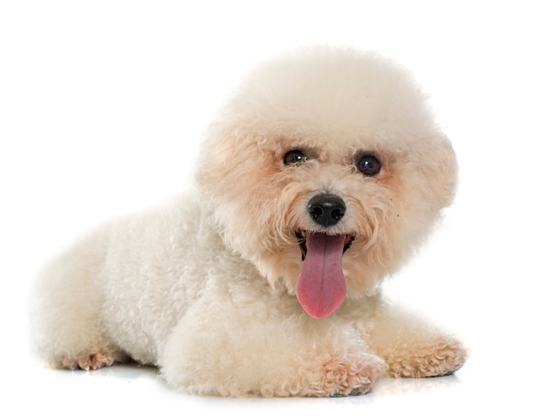 frise bichon de raza pura