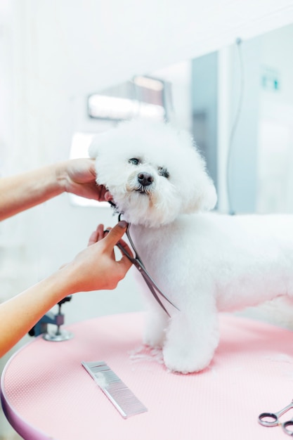 Friseur, der einen schönen weißen königlichen Pudel pflegt