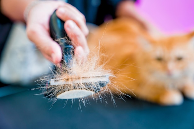 Friseur schneidet eine schöne rote Katze im Friseursalon