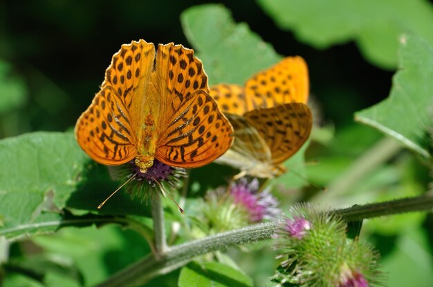 Fritilar da Rainha da Espanha nos Alpes