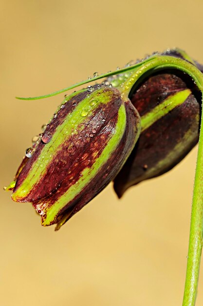 Fritillaria lusitanica ist eine mehrjährige krautige Pflanze aus der Familie der Liliengewächse.