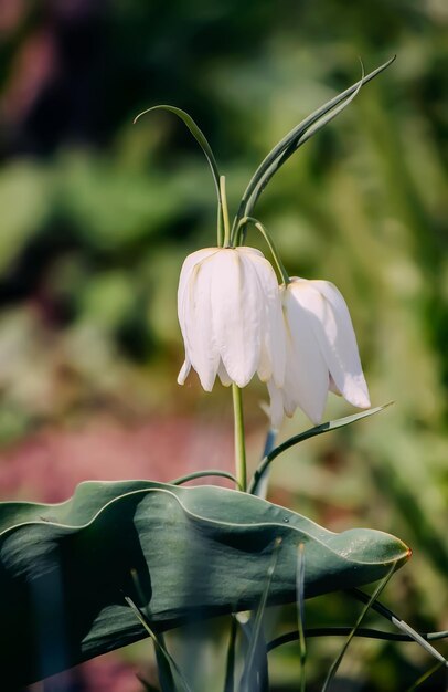 Fritillaria meleagris plantas que florecen en un jardín de primavera