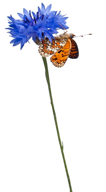 Foto fritillary de la centaurea - melitaea phoebe, mariposa aislada en blanco