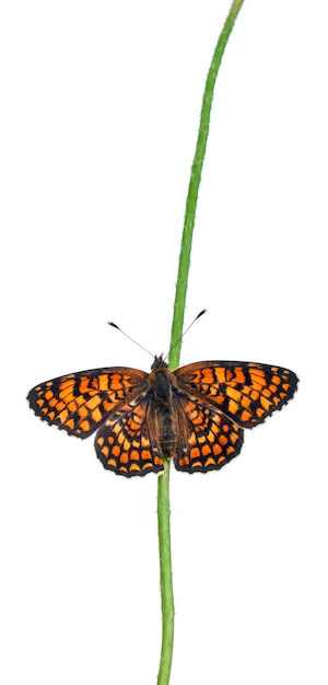 Fritillary Knapweed - Melitaea phoebe, borboleta isolada no branco