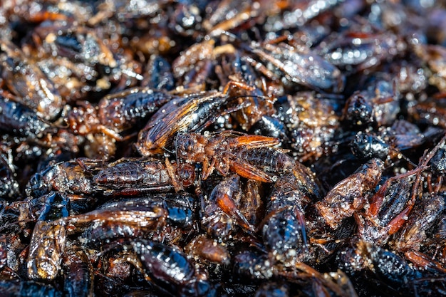 Frittierte Zikade ist eines der normalen traditionellen thailändischen Gerichte in Thailand. Sie werden bis zum Erreichen einer vollständigen Knusprigkeit frittiert, stark gesalzen und als proteinreicher Snack gegessen