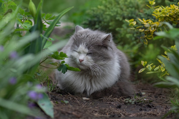 Fröhliche junge Katze, die im Freien zwischen Blumen liegt Freude in der Natur Katze, die im Garten neben blühenden Blumen liegt Haustierfreiheit und Naturkonzept genießen