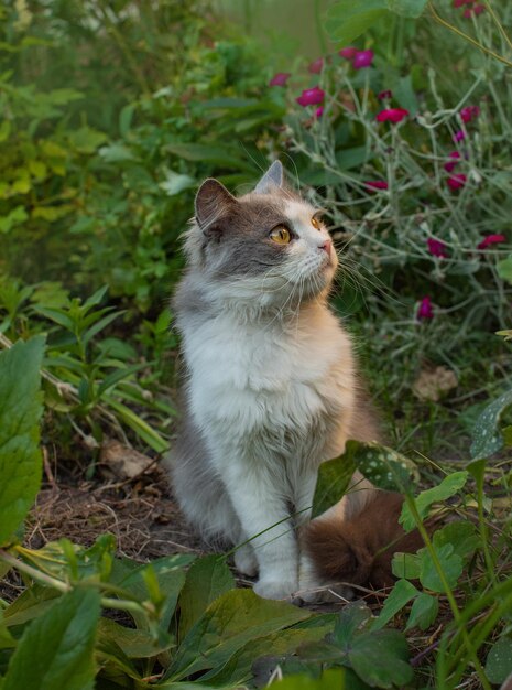 Fröhliche junge Katze im Freien zwischen Blumen Haustierfreiheit und Naturkonzept genießen