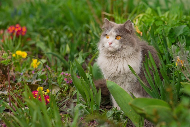 Fröhliche Katze sitzt auf einem Hintergrund aus bunten Blumen
