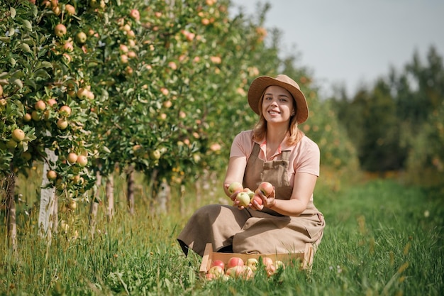 Fröhliche lächelnde Landwirtin, die während der Herbsternte frische reife Äpfel im Obstgarten pflücken Erntezeit