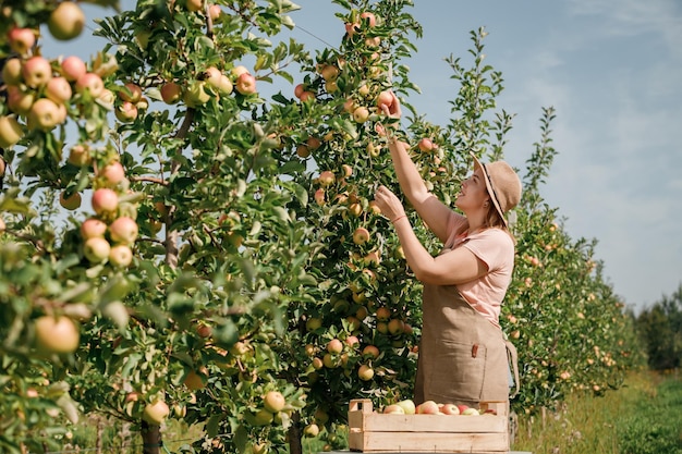 Fröhliche lächelnde Landwirtin, die während der Herbsternte frische reife Äpfel im Obstgarten pflücken Erntezeit