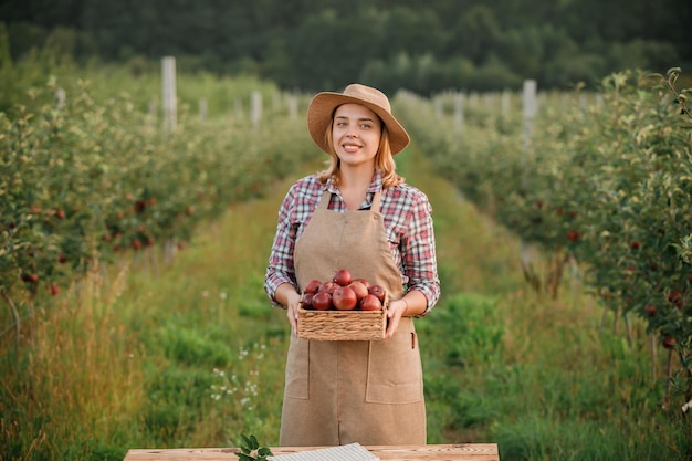 Fröhliche lächelnde Landwirtin, die während der Herbsternte frische reife Äpfel im Obstgarten pflücken Erntezeit