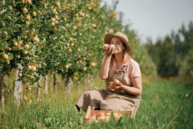 Fröhliche lächelnde Landwirtin, die während der Herbsternte frische reife Äpfel im Obstgarten pflücken und riechen Erntezeit