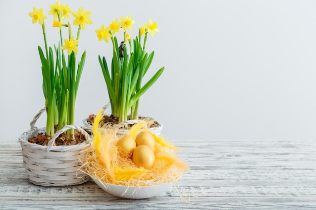 Fröhliche ostern Golden bemalte Eier liegen im Nest mit goldenen Federn in der Nähe von Töpfen mit frühlingsgelben Blumen Narzissen auf weißem Holztisch mit Kopierraum