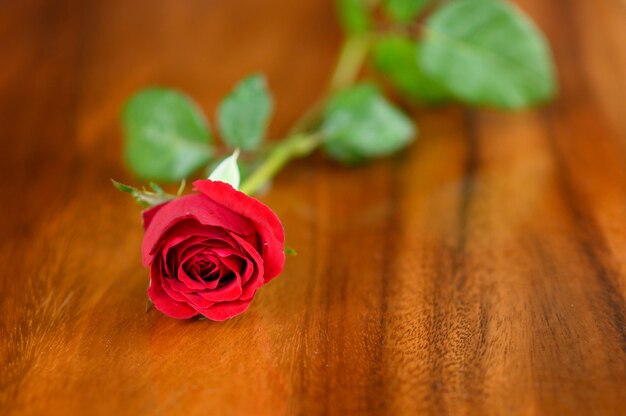 Fröhlichen Valentinstag. schöne rote Rose