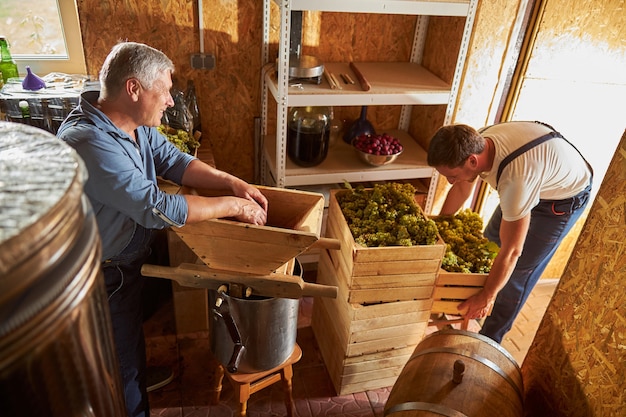 Fröhlicher älterer Weinbesitzer und ein gutaussehender junger Mann, der weiße Trauben für die Weinherstellung sortiert