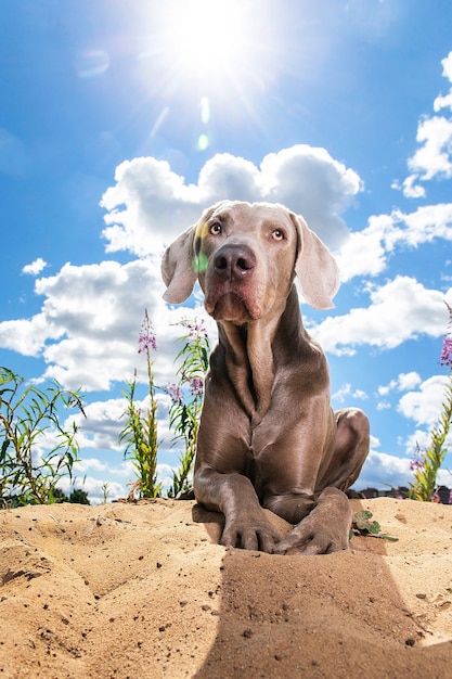 Fröhlicher, entspannter Hund, der im sonnigen Park auf Sand liegt und sorglos auf die Kamerazunge schaut