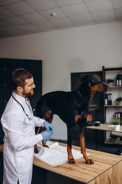 Fröhlicher, gesunder Hund, der von einem professionellen Tierarzt untersucht wird. Kopierbereich Fröhlicher, gutaussehender männlicher Tierarzt, der den Hund nach der ärztlichen Untersuchung anlächelt