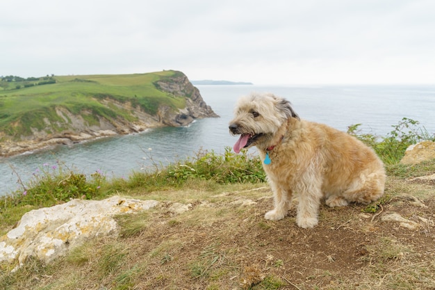 Fröhlicher Hund auf einem Hügel mit dem Meer im Hintergrund. Horizontale Ansicht des kleinen Hundes, der an der Küste reist. Tiere und Reisekonzept.