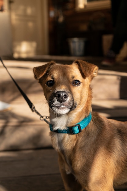 Fröhlicher kleiner Hund auf der Veranda eines Landhausherbstthemas warmes Schattenexemplar