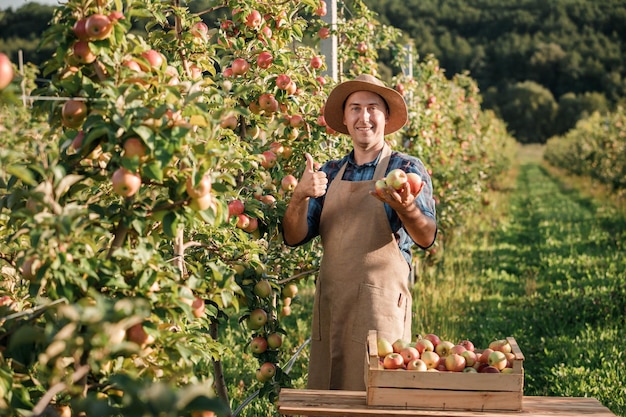 Fröhlicher lächelnder männlicher Bauer, der während der Herbsternte frische reife Äpfel im Obstgarten pflücken Erntezeit