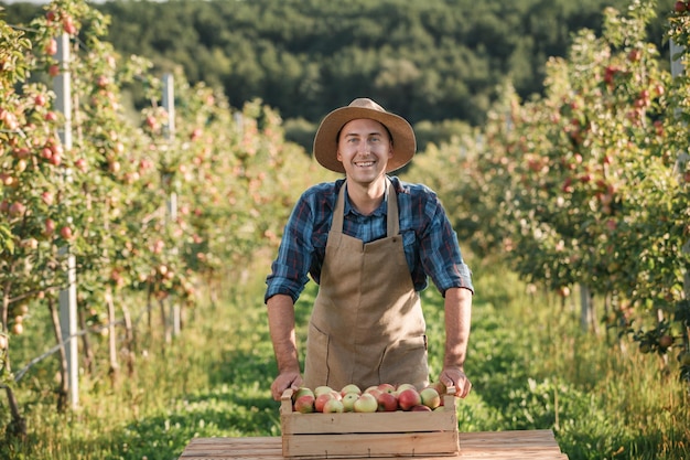 Fröhlicher lächelnder männlicher Bauer, der während der Herbsternte frische reife Äpfel im Obstgarten pflücken Erntezeit