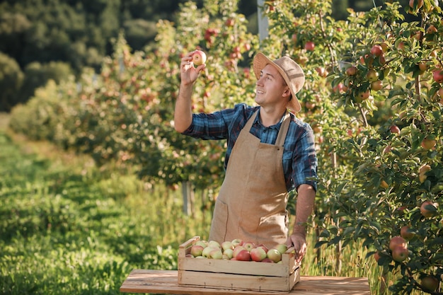 Fröhlicher lächelnder männlicher Bauer, der während der Herbsternte frische reife Äpfel im Obstgarten pflücken Erntezeit