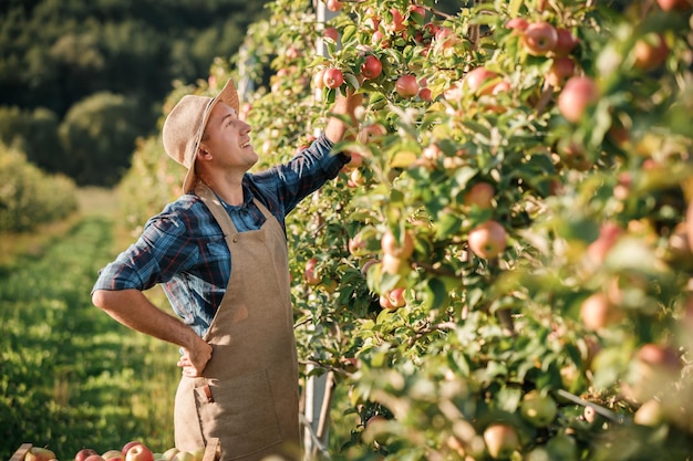 Fröhlicher lächelnder männlicher Bauer, der während der Herbsternte frische reife Äpfel im Obstgarten pflücken Erntezeit