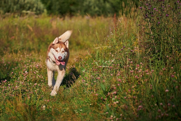 Fröhlicher, lustiger Husky-Hund läuft bei sonnigem Abendspaziergang schnell auf dem Gras vorwärts