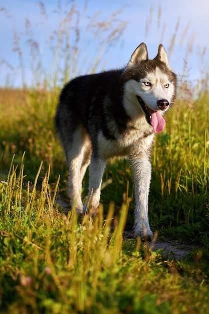 Fröhlicher, lustiger Husky-Hund läuft im sonnigen Abendspaziergang auf dem Gras vorwärts
