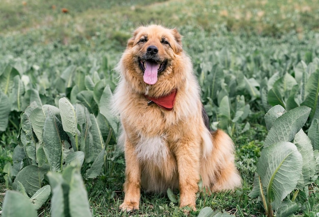 Fröhlicher süßer, flauschiger beige Hund im Sommer im Freien