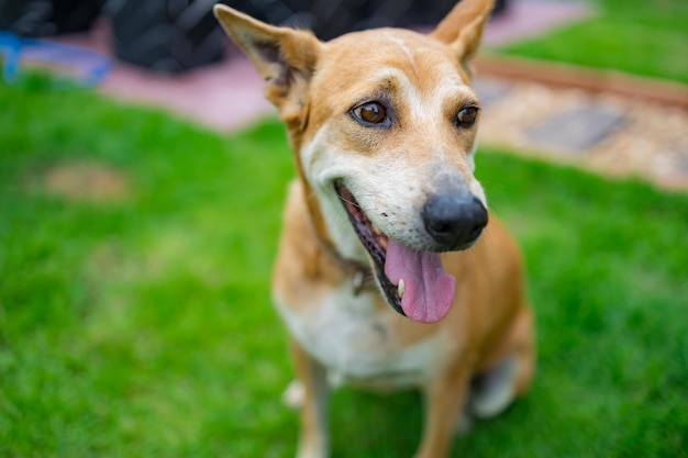 Fröhlicher und aktiver reinrassiger walisischer thailändischer Hund im Freien im Gras