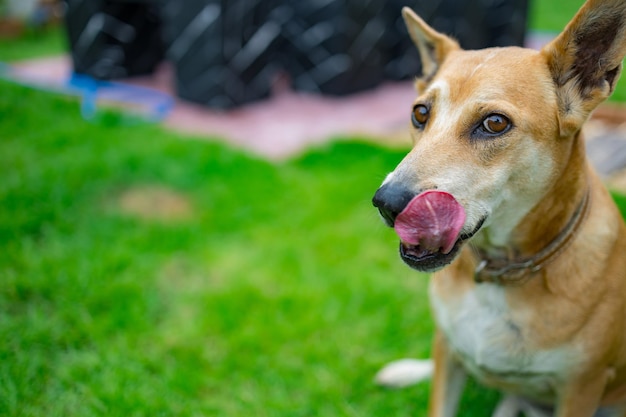 Fröhlicher und aktiver reinrassiger walisischer thailändischer Hund im Freien im Gras