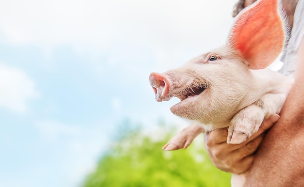 Fröhliches Ferkel lächelt in den Armen eines Mannes auf blauem Himmelshintergrund Sommerzeit