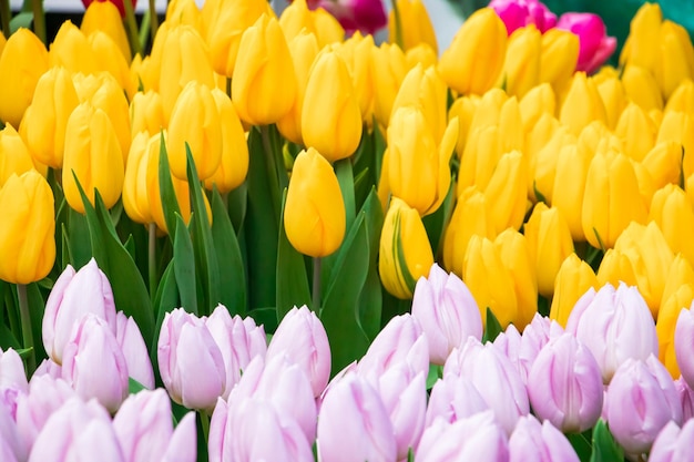 Fröhliches Frühlings-Tulpenfest im Stadtgarten Bunte bunte Blumen