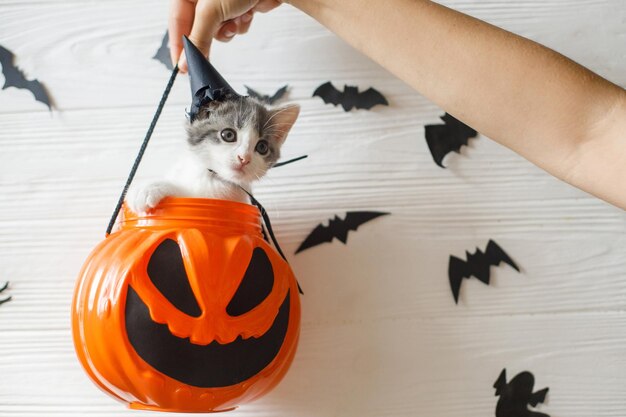 Fröhliches Halloween Niedliches Kätzchen im Hexenhut, das in Halloween-Süßes oder Saures-Eimer auf weißem Hintergrund mit schwarzen Fledermäusen sitzt