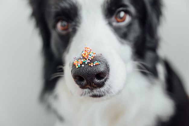 Fröhliches Osterkonzept Vorbereitung auf den Urlaub Süßer Hündchen-Border-Collie mit Zuckerstreupunkten auf der Nase Dogennase mit Dekoration für Kuchen und Bäckerei aus nächster Nähe Frühlingsgrußkarte