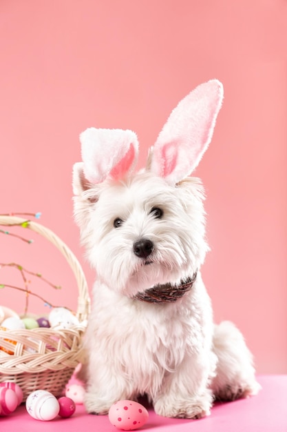 Fröhliches Osterkonzept Vorbereitung auf den Urlaub Süßer weißer Hund neben bunten Ostereiern Frühlingspostkarte