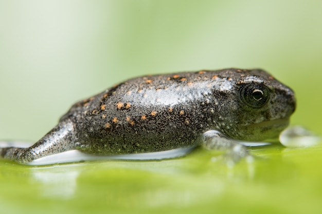 Frog close up fotos