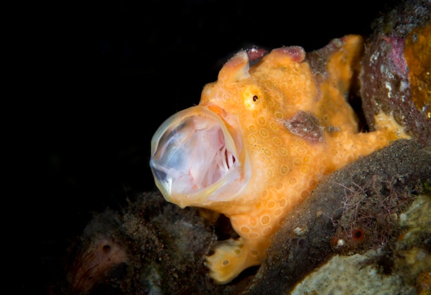 Frogfish pintado - Antennarius pictus boceja. Mundo macro subaquático de Bali.