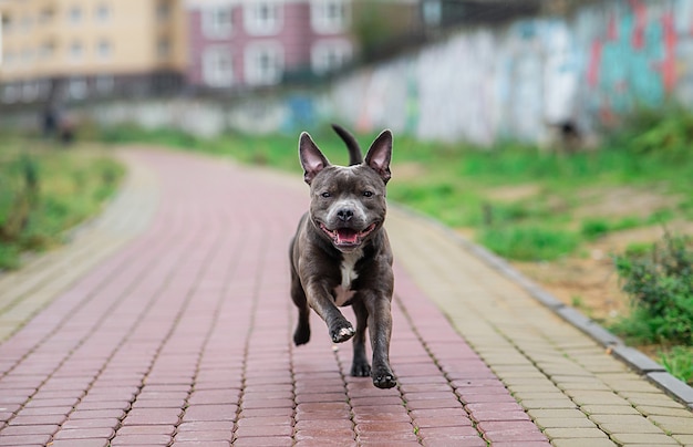 Froh, dass American Staffordshire Terrier im Park läuft