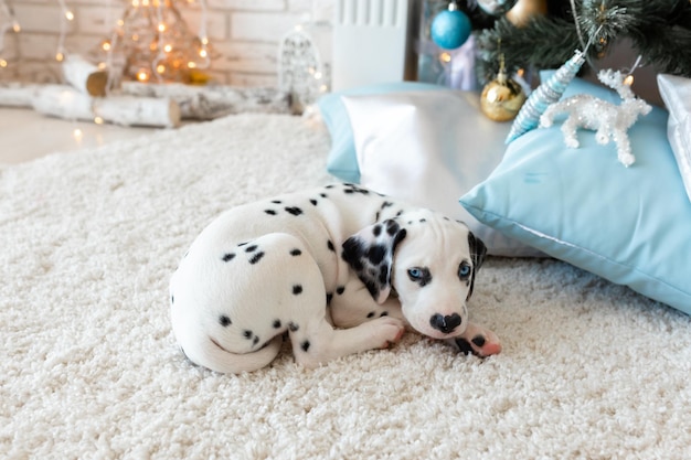 Frohe Weihnachten Schöne glückliche dalmatinische Hund liegt auf dem Hintergrund eines stilvollen Weihnachtsbaums