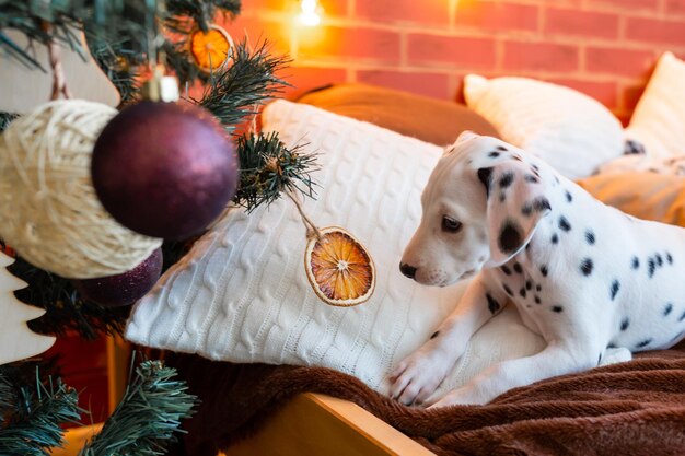 Frohe Weihnachten Süßer, glücklicher Dalmatiner, der in der Nähe eines stilvollen Weihnachtsbaums sitzt