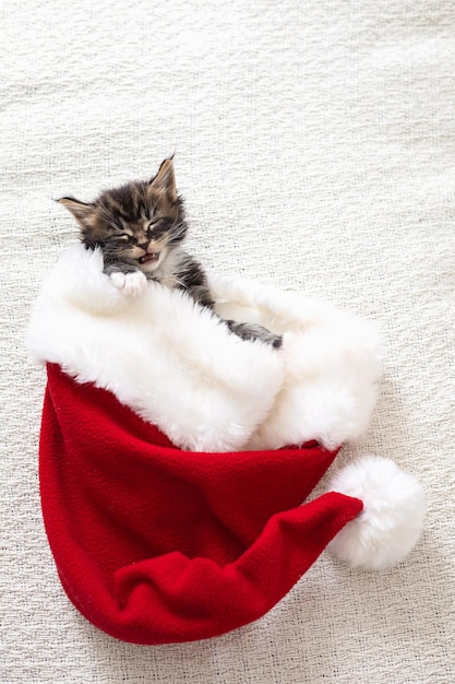 Frohe Weihnachten und ein frohes neues Jahr, süßes, flauschiges Maine-Coon-Kätzchen schläft in Santa39s Hut auf einer leichten Decke, Platz für Text