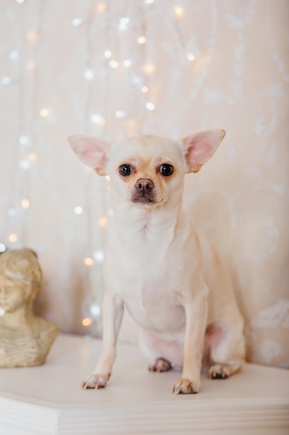 Frohes neues Jahr, Weihnachtsferien und Feiern. Hund (Haustier) in der Nähe des Weihnachtsbaums.