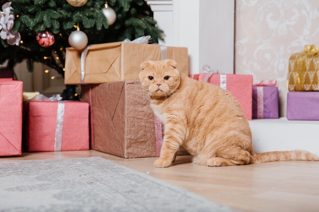 Frohes neues Jahr, Weihnachtsferien und Feiern. Katzenrasse Scottish Fold-Porträt.