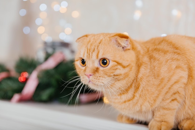 Frohes neues Jahr, Weihnachtsferien und Feiern. Katzenrasse Scottish Fold-Porträt.