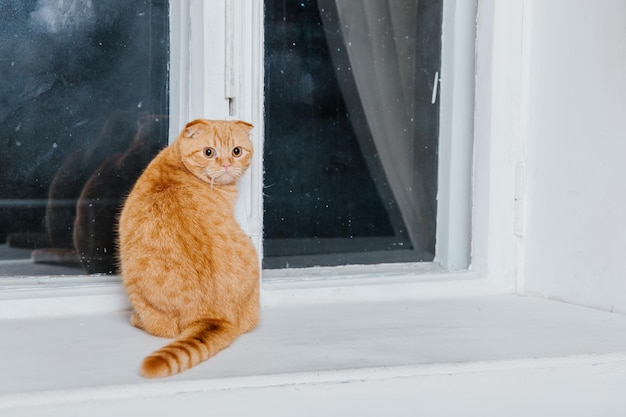 Frohes neues Jahr, Weihnachtsferien und Feiern. Katzenrasse Scottish Fold-Porträt.