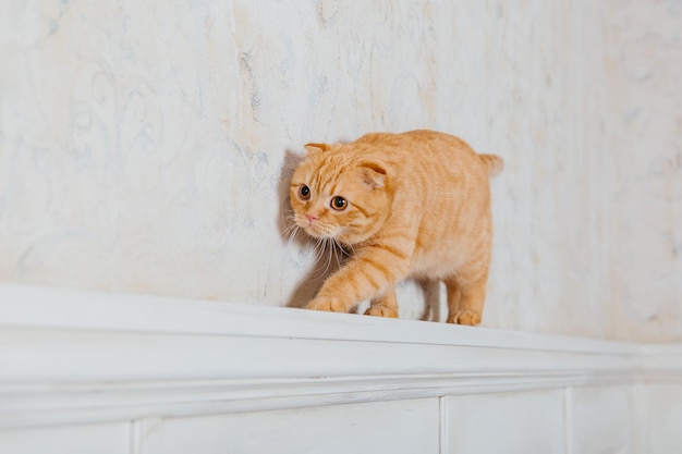 Frohes neues Jahr, Weihnachtsferien und Feiern. Katzenrasse Scottish Fold-Porträt.